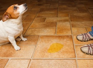 15 Clear Indicators Your Dog Is Feeling Neglected – Spot Them Today