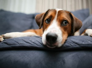 Understanding Excessive Flatulence in Dogs: Causes, Concerns, and Solutions
