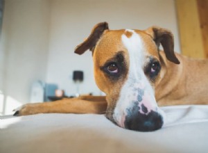 Assess Your Dog s Separation Anxiety with Our Expert-Approved Quiz