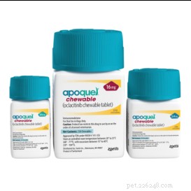 개들은 왜 발을 핥나요? 전문가의 8가지 이유 및 도움 방법 
