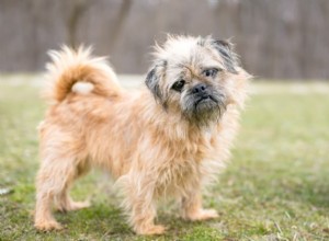 Dog Hyperventilating: Causes, Symptoms & Immediate Care Tips