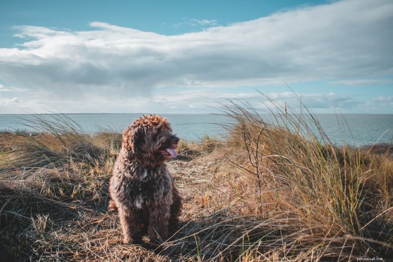 Hyperventilation du chien :causes, symptômes et conseils de soins immédiats 