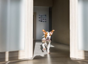 Dog Zoomies Explained: The Science Behind Your Pet’s Sudden Dashes