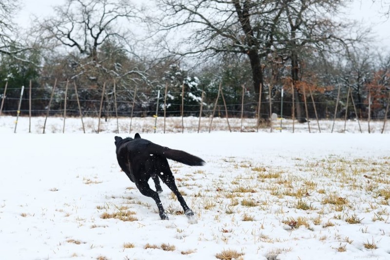 Les zooms pour chiens expliqués :la science derrière les tirets soudains de votre animal 