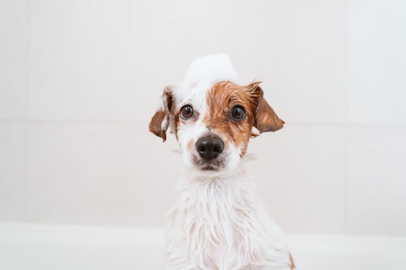 Les zooms pour chiens expliqués :la science derrière les tirets soudains de votre animal 