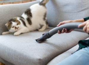 11 Noises That Stress Cats – Why They’re So Annoying