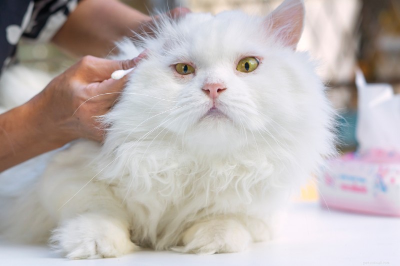 Varför sköter min katt sig inte ordentligt? Ta reda på varför 