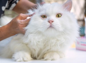 Why Isn t My Cat Grooming Properly? Find Out Why