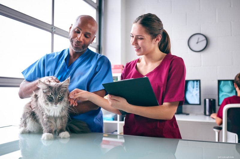 4 viktiga insikter varje kattägare bör känna till från bästa veterinärer 