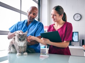 4 Key Insights Every Cat Owner Should Know From Top Veterinarians