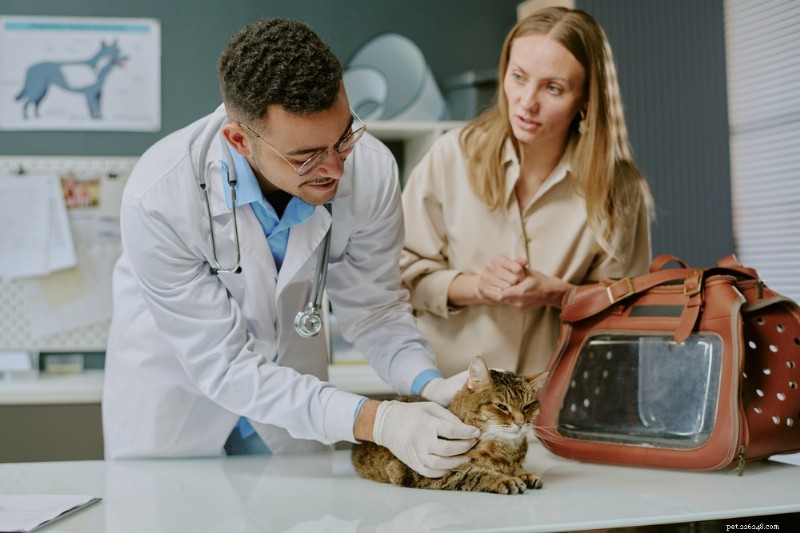 4 viktiga insikter varje kattägare bör känna till från bästa veterinärer 