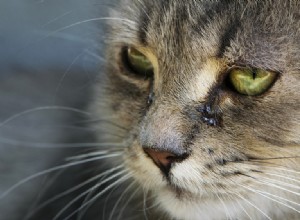 Do Cats Cry? Expert Insights & What to Look For