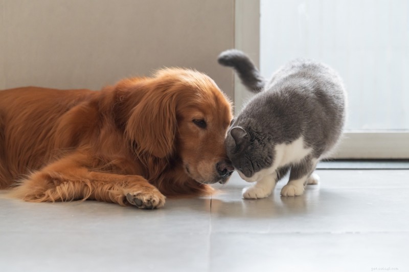 Vad är en katthuvudstöt? Avkoda meningen bakom ditt kattdjurs milda nuzzles 