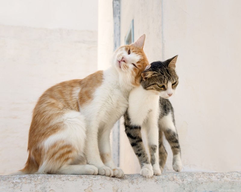 Vad är en katthuvudstöt? Avkoda meningen bakom ditt kattdjurs milda nuzzles 