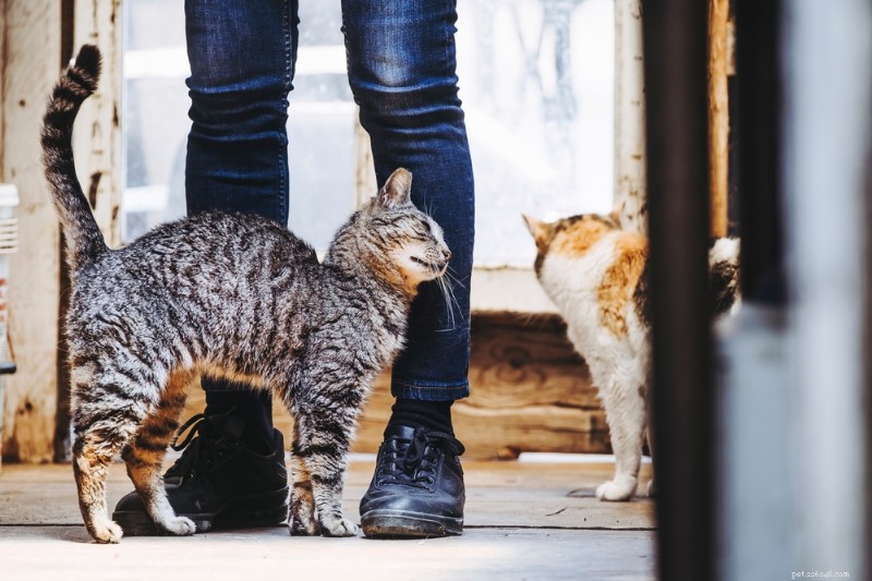 Vad är en katthuvudstöt? Avkoda meningen bakom ditt kattdjurs milda nuzzles 