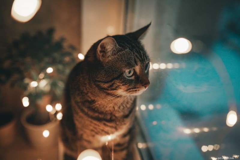 Sover katter på natten? Expertinsikter om kattsömnmönster 