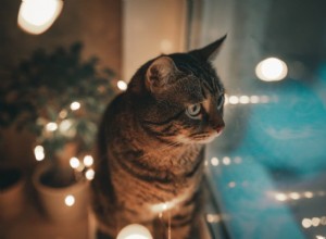 Do Cats Sleep at Night? Expert Insights into Feline Sleep Patterns