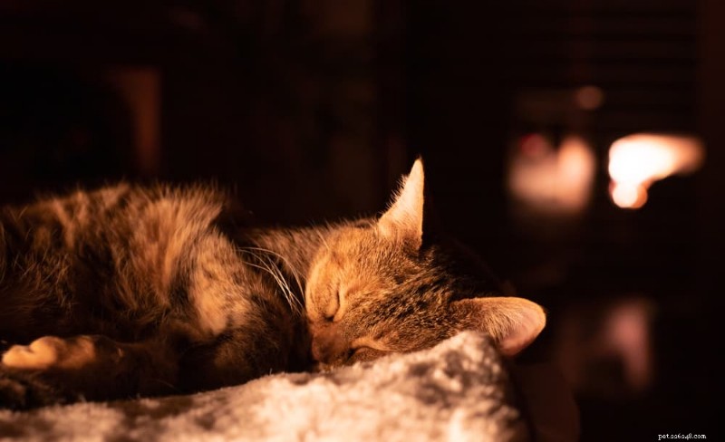 Sover katter på natten? Expertinsikter om kattsömnmönster 