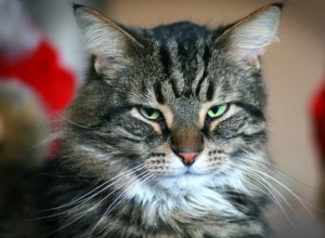 Do Cats Hold Grudges? Understanding Their Memory and Emotions