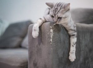 Why Cats Scratch: The Science Behind Their Scratching Behavior