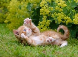When Will Your Kitten Finally Calm Down?