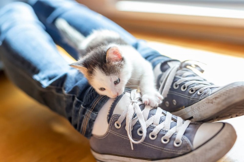 När kommer din kattunge äntligen att lugna ner sig? 