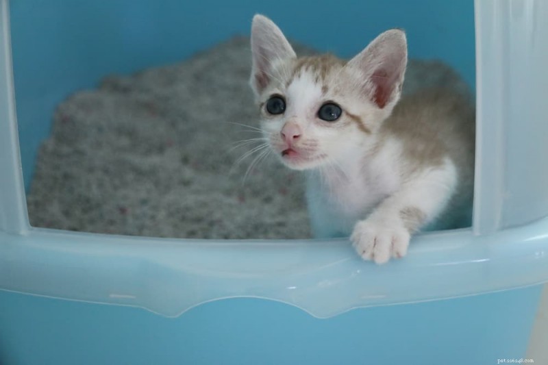 Master Kitten Litter Training:5 beprövade steg &experttips 