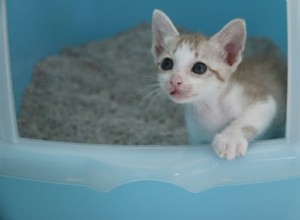 Master Kitten Litter Training: 5 Proven Steps & Expert Tips