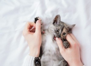 How to Stop Cat Biting During Petting: Expert Tips