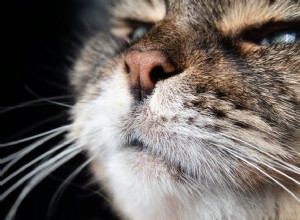 Discover the Scent Preferences of Cats: What Aromas They Love