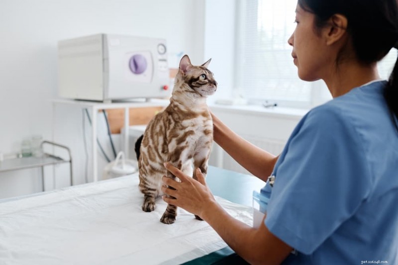 Cat Overgrooming förklaras:orsaker, symtom och praktiska lösningar 