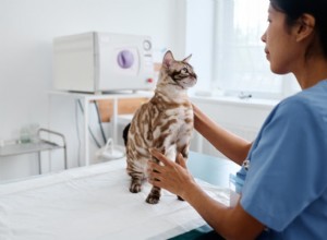 Cat Overgrooming Explained: Causes, Symptoms, and Practical Solutions