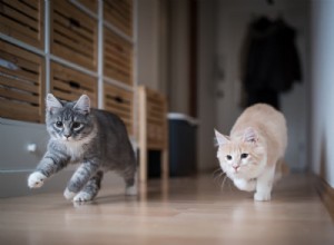 Understanding Cat Zoomies: Causes, Signs, and When to Seek Veterinary Care