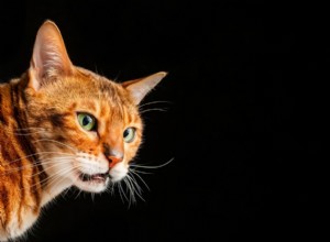 Understanding the Flehmen Response: Why Cats Sneer and What It Reveals