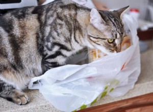 Why Do Cats Chew Plastic? Expert Insights on the Behavior