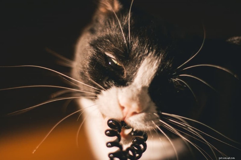 Varför tuggar katter plast? Expertinsikter om beteendet 