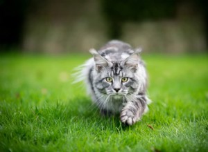 Why Do Cats Bring You Dead Prey? Understanding Their Gift-Giving Instincts