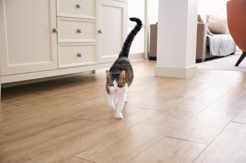 猫にしっぽがある理由:バランス、コミュニケーションなど 