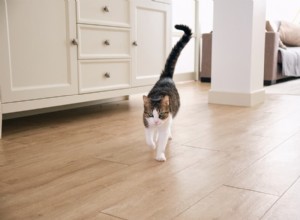 Why Cats Have Tails: Balance, Communication & More