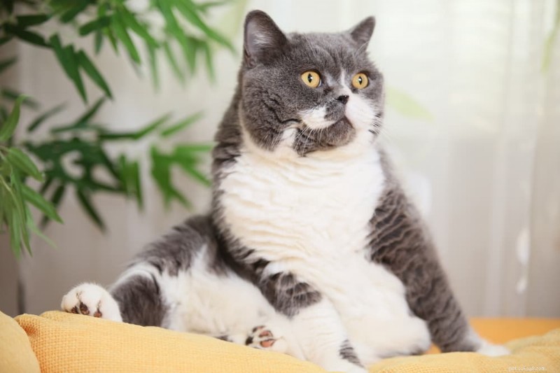 8 tydliga indikatorer Din katt behöver mer tillgivenhet 