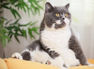8 Clear Indicators Your Cat Needs More Affection