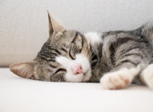 Understanding Cat Sleep Twitches: Causes, Signs, and How to Help Your Feline