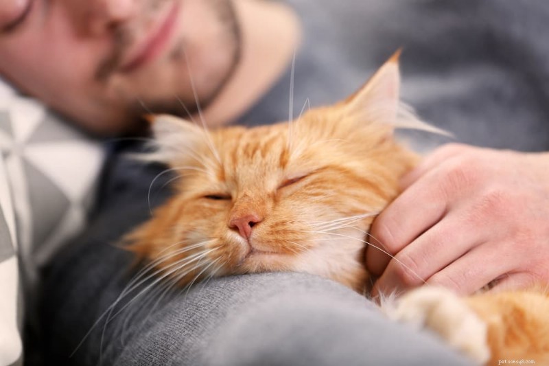 Förstå kattsömnryckningar:orsaker, tecken och hur du kan hjälpa ditt kattdjur 