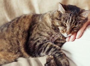 Why Your Cat Chooses to Lie on Your Chest – A Guide to Their Affection