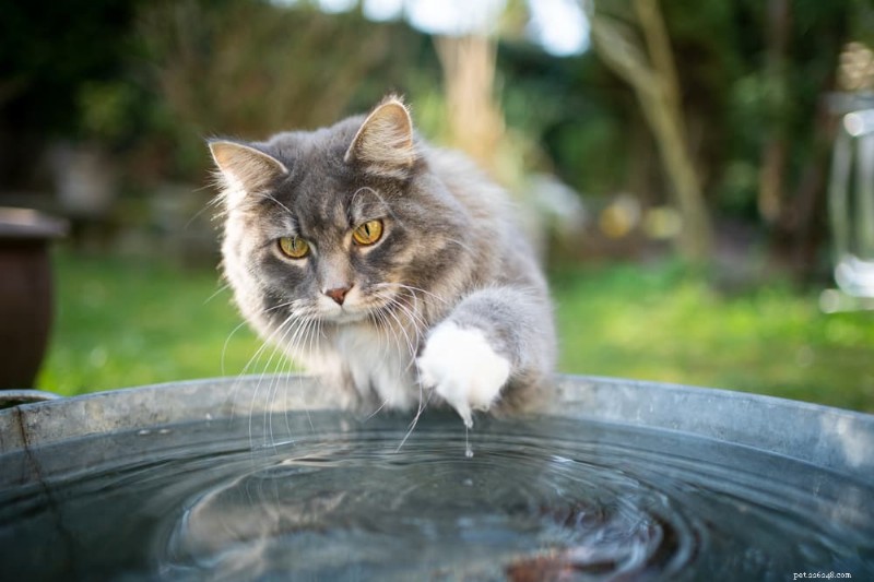 A ciência por trás de por que os gatos evitam água e como tornar os banhos livres de estresse 