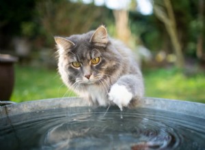The Science Behind Why Cats Avoid Water and How to Make Baths Stress-Free