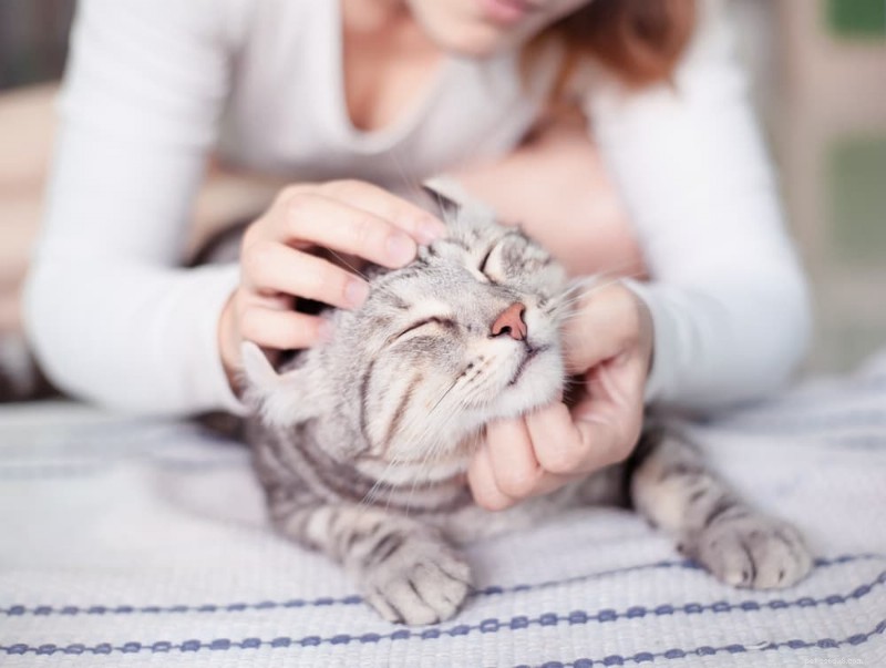 10 jasných indikátorů Vaše kočka pláče o pomoc 