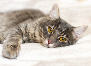 10 Clear Indicators Your Cat Is Crying for Help