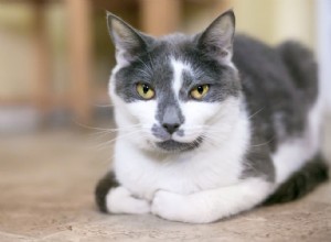 Understanding Cat Loafing: Why Cats Sit Like Bread Loaves