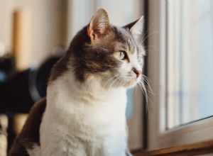 How Often Should Cats Poop? Understanding Your Cat’s Digestive Health